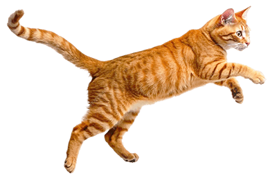 Cat playing ball